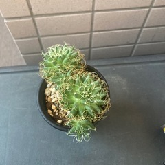 サボテン マミラリア 琴糸丸の画像