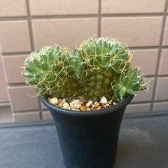 サボテン マミラリア 琴糸丸の画像