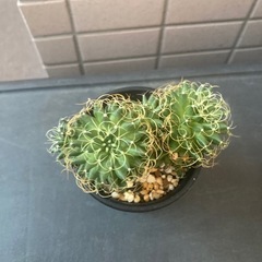 サボテン マミラリア 琴糸丸の画像