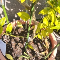 レモンの木 ユーレカ　の画像