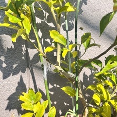 レモンの木 ユーレカ　の画像