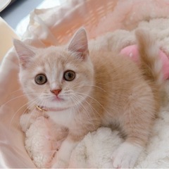 ✳︎ スコティッシュフォールド ✳︎ 女の子  ８月１７日…