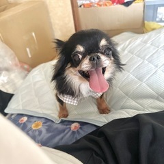 小さな天使♡可愛いひまちゃん！