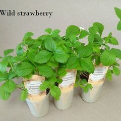 3苗分■白いちご ワイルドストロベリー トロピカルフレグランス