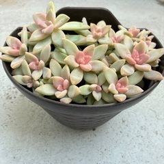 🌸多肉植物・桜牡丹🌸の画像