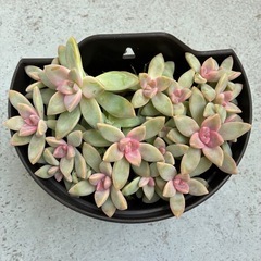 🌸多肉植物・桜牡丹🌸の画像