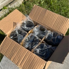 ★ キントー ロゼット シャンパングラス グリーン 50個セットの画像