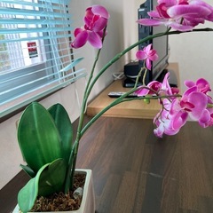 フェイク観葉植物（ピンクの胡蝶蘭）の画像