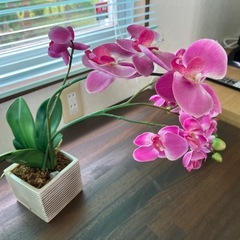 フェイク観葉植物（ピンクの胡蝶蘭）の画像