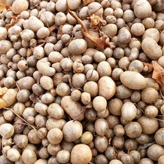 南阿蘇村特産　ムカゴ　零余子　ありますの画像