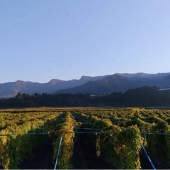 南阿蘇村特産　ムカゴ　零余子　ありますの画像