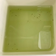 受付中🔴最終🐟紅白ラメ  針子20匹＋おまけ分2匹   紅白ラメから出た淡いピンク色🎀～オレンジ色のラメの入った可愛いめだか の画像