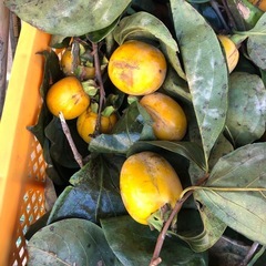 渋柿❣️たくさん大量‼️一皿3つ
￥100円⭕️の画像