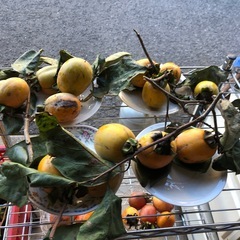 渋柿❣️たくさん大量‼️一皿3つ
￥100円⭕️の画像