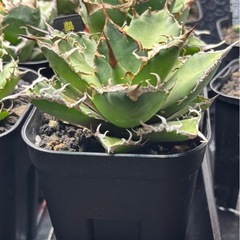 アガベ　姫厳竜、シーザー2株セットの画像