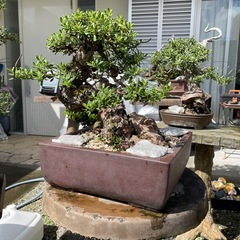 盆栽ハマシタンの画像