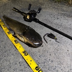 1500mm✖️500✖️500の水槽を探してます！