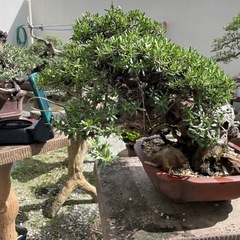 盆栽ハマシタンの画像