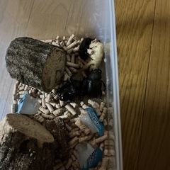 カブトムシの画像