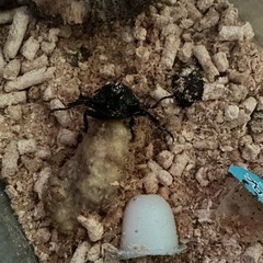 カブトムシの画像