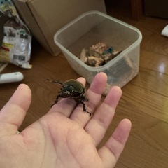 カブトムシの画像