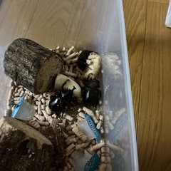 カブトムシの画像