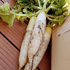 【数量限定】さつまいもセットの画像