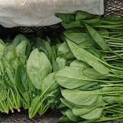 本日18時以降、🌽とうもろこしと、ほうれん草の販売いたします！💰1本100円✨の画像