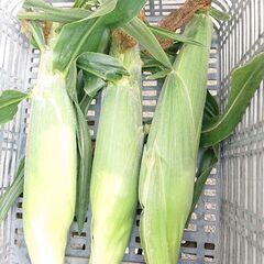 本日6日(木)の18時以降🌃とうもろこし🌽ほうれん草販売します！！1本100円✨の画像