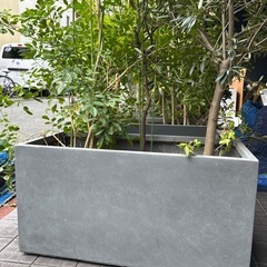 15万円分以上観葉植物の画像