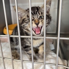 2ヶ月半ぐらいの男の子