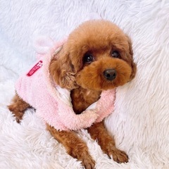 🐶里親さん募集🐶　なるちゃん💕