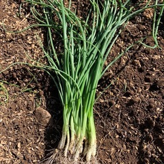 玉ねぎ苗の画像