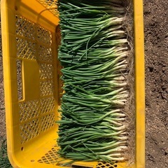 玉ねぎ苗の画像