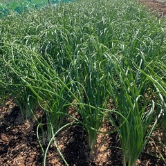 玉ねぎ苗の画像