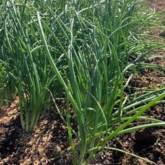 玉ねぎ苗の画像