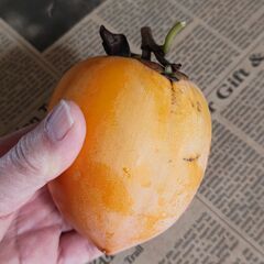 ★「干し柿」を作ってみませんか？★無農薬栽培　渋柿10個の画像