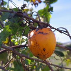 ★「干し柿」を作ってみませんか？★無農薬栽培　渋柿10個の画像