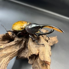 【即ブリ‼︎】 DHモリシマイ♂110mm ※送料事前連絡にて変更可 ※直接受け渡しに変更可の画像