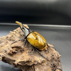 【即ブリ‼︎】 DHモリシマイ♂110mm ※送料事前連絡にて変更可 ※直接受け渡しに変更可の画像