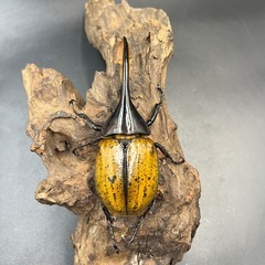 【即ブリ‼︎】 DHモリシマイ♂110mm ※送料事前連絡にて変更可 ※直接受け渡しに変更可の画像