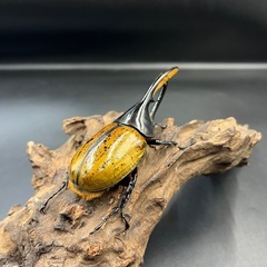 【即ブリ‼︎】 DHモリシマイ♂110mm ※送料事前連絡にて変更可 ※直接受け渡しに変更可の画像