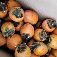 ★「干し柿」を作ってみませんか？★無農薬栽培　渋柿10個の画像