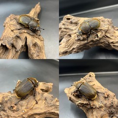 【新成虫ペア】DHヘラクレス ♂145mm♀60mm  ※送料事前連絡にて変更可 ※直接受け渡しに変更可の画像