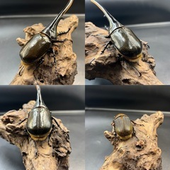 【新成虫ペア】DHヘラクレス ♂145mm♀60mm  ※送料事前連絡にて変更可 ※直接受け渡しに変更可の画像
