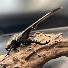 【新成虫ペア】DHヘラクレス ♂145mm♀60mm  ※送料事前連絡にて変更可 ※直接受け渡しに変更可の画像