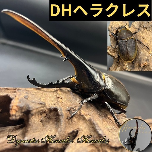 【ペア】DHヘラクレス ♂145mm♀60mm  ※送料事前連絡にて変更可 ※直接受け渡しに変更可