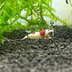 レッドビーシュリンプの画像