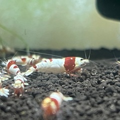 レッドビーシュリンプの画像