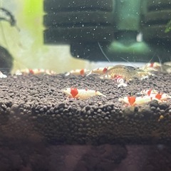 レッドビーシュリンプの画像